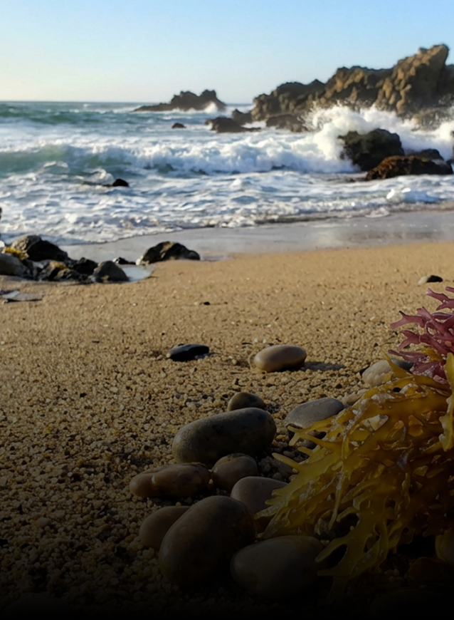 Seaweed and rocks on a sandy beach with ocean waves in the background, illustrating natural restoration of the body’s essential minerals.