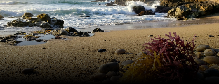 Seaweed and rocks on a sandy beach with ocean waves in the background, illustrating natural restoration of the body’s essential minerals.