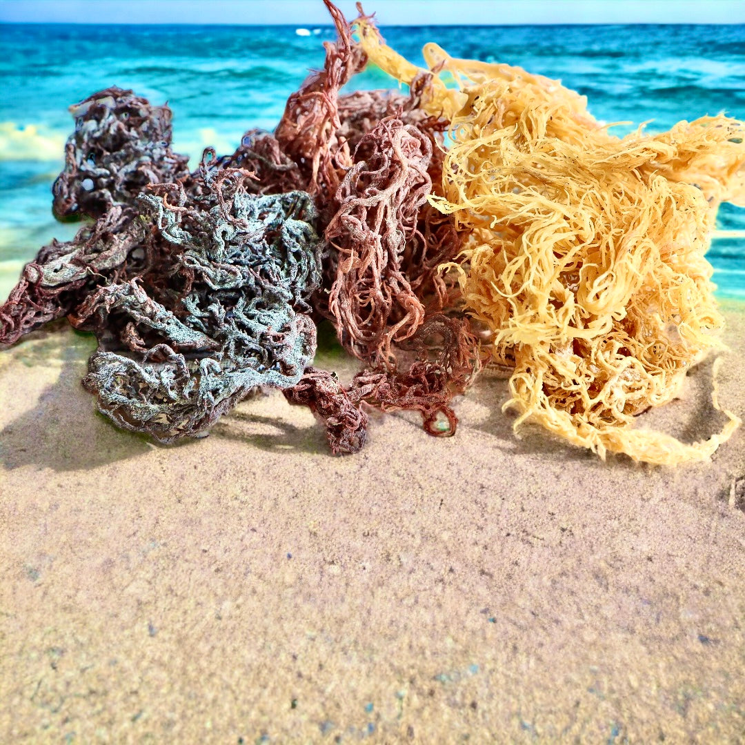 The Ultimate Guide to Raw Sea Moss: Unlock for Optimal Health