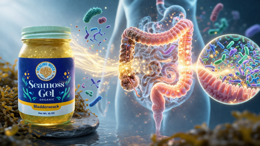 Healing Moss bladderwrack gel improving gut microbiome by feeding beneficial bacteria and restoring balance