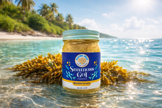 Wildcrafted bladderwrack sea moss gel from Caribbean waters showing natural sourcing and mineral-rich ocean environment