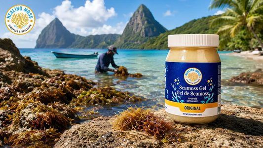 Healing Moss Original Sea Moss Gel with wild sea moss on a Saint Lucia shoreline, showing wildcrafted Caribbean sea moss sourcing.