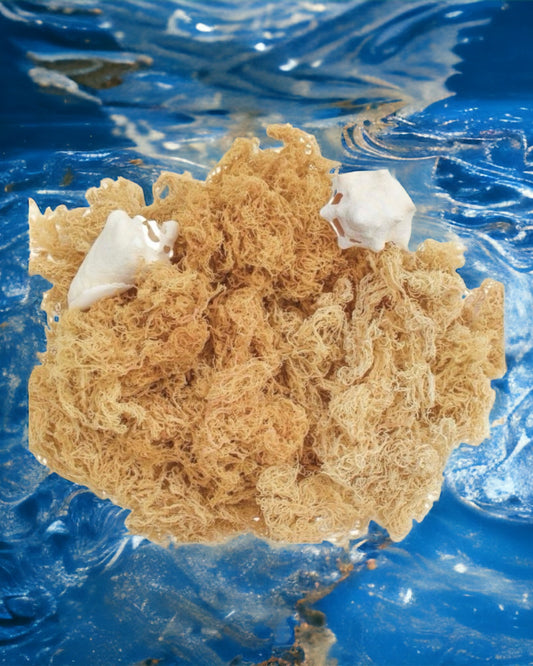 Premium Raw Seamoss | Raw Seamoss | Healingmoss