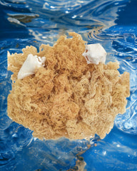 Premium Raw Seamoss | Raw Seamoss | Healingmoss