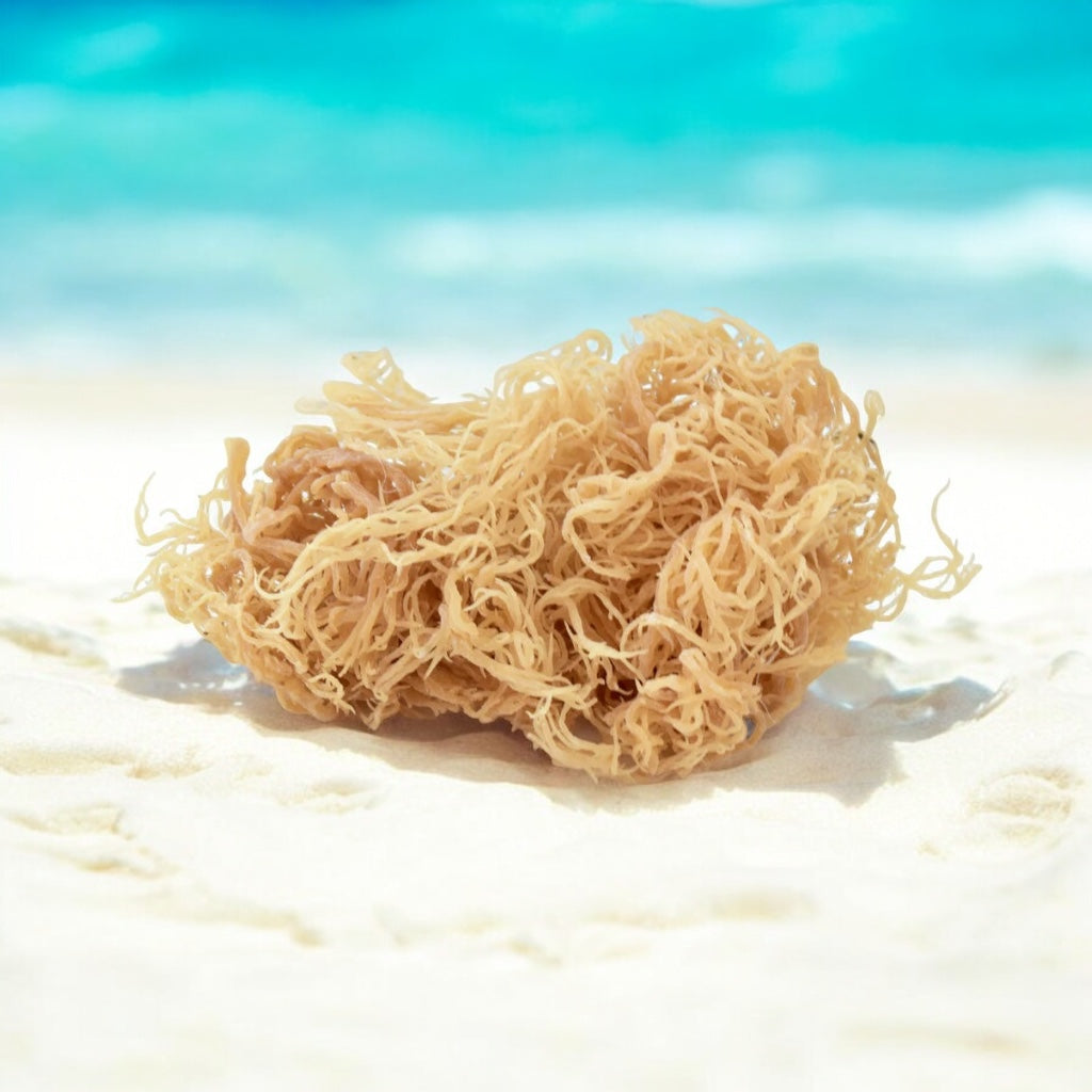 Wholesale Gold Sea Moss